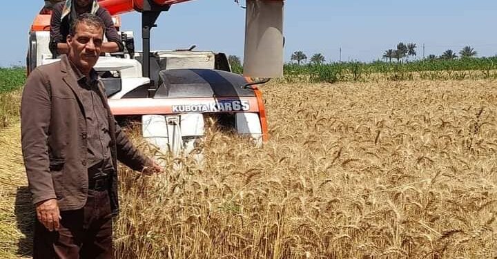 زراعة بورسعيد :بدء حصاد ١٣١٦١ فدان …وتوريد ٨٠ طن قمح للصوامع 1 حصاد القمح بمديرية زراعة بورسعيد