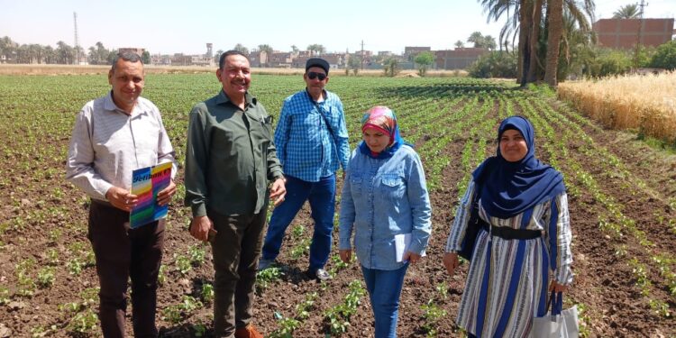 زراعة أسيوط  تقوم بالمرور على زراعات القطن بمركز الفتح 1 زراعة أسيوط تتابع مصايد الفراشات لزراعات القطن