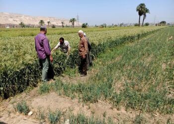 زراعة أسيوط تقوم بالمرور على الزراعات القائمة
