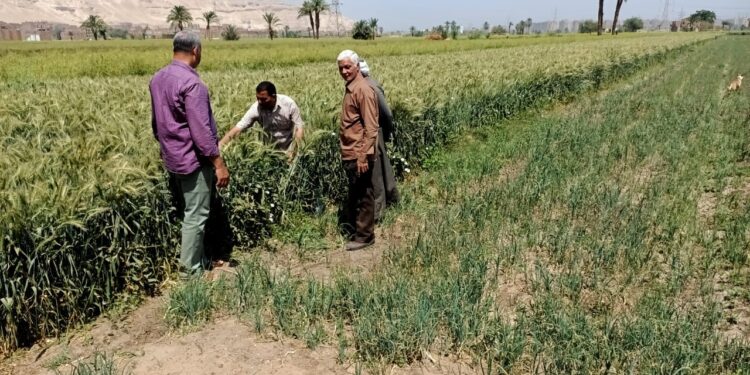 زراعة أسيوط تقوم بالمرور على الزراعات القائمة