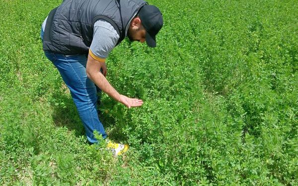 مديرية زراعة الإسكندرية تتابع الزراعات الشتوية بزمام العامرية  1 زراعة الإسكندرية