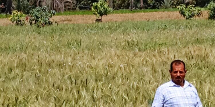 زراعة السويس