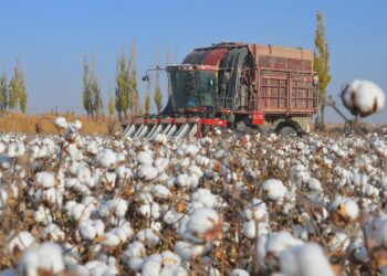 دودة اللوز الشوكية