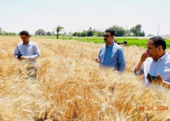 زراعة المنيا