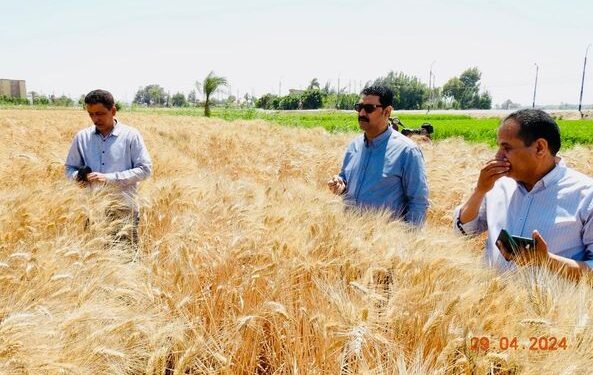 زراعة المنيا