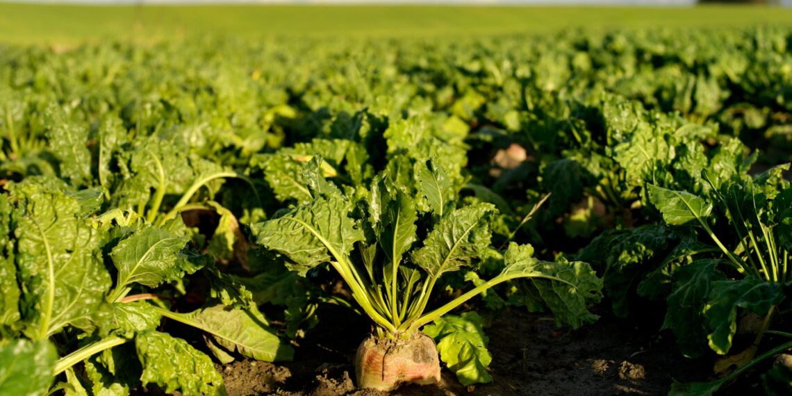 محصول بنجر السكر ..6 توصيات فنية خلال شهر يناير 1 محصول بنجر السكر