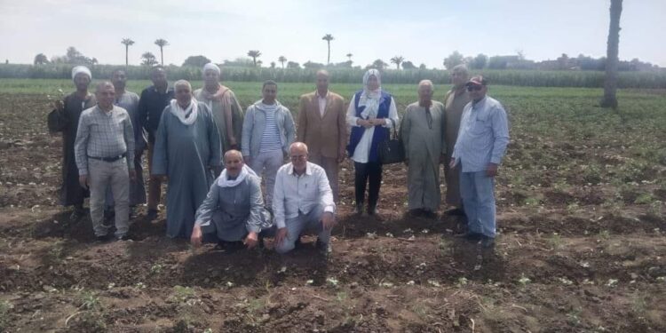زراعة بنى سويف توجه فريق إرشادي ريفي لزيارة زراعات القطن والبطاطس  1 الفريق الإرشادي بقرية عدى بزراعة بني سويف