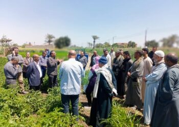 زراعة بنى سويف