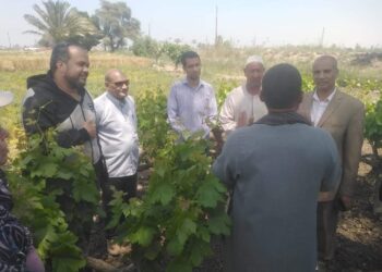 فريق إرشادي ريفي بزراعة بني سويف