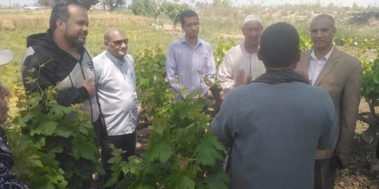 5 أنشطة جديدة بزراعة بني سويف ..تعرف عليها 1 فريق إرشادي ريفي بزراعة بني سويف