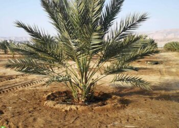 نخيل البلح