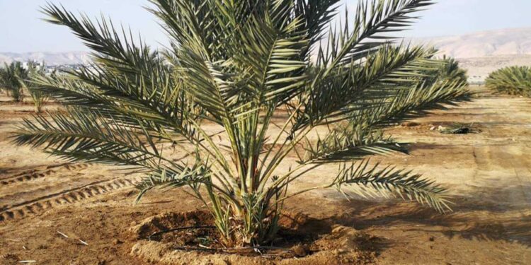 الخريطة الصنفية لأشجار النخيل وتداعيات تجاوزها على فرص تسويق وتصدير الإنتاج 1 نخيل البلح