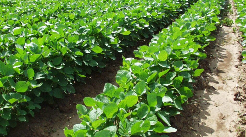 أهم التوصيات الفنية..لمزارعي محصول فول الصويا خلال شهر مايو 1 محصول فول الصويا