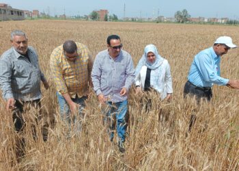 متابعة القمح بزراعة دمياط