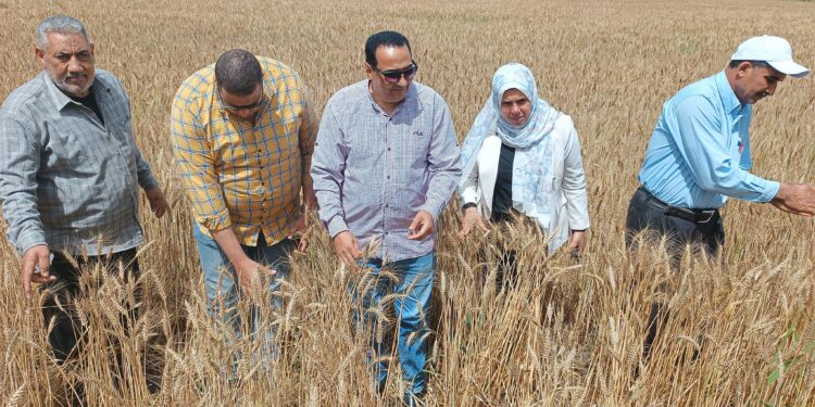 زراعة دمياط تقوم بالمرور على زراعات القمح .. وتبدأ تطهير المساقي وتنقية الحيازات الزراعية 1 متابعة القمح بزراعة دمياط