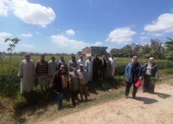 متابعة زراعات القمح بالعامرية