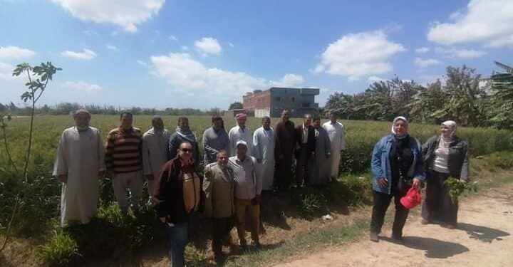 زراعة الإسكندرية تنظم فريق إرشادي ريفي للمرور على زراعات القمح والبطاطس بالعامرية 1 متابعة زراعات القمح بالعامرية