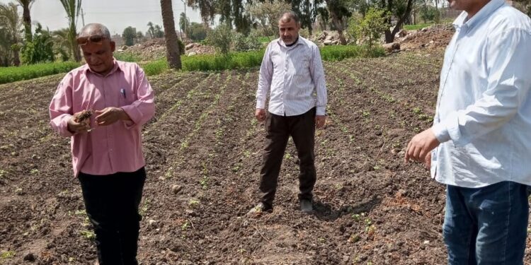 زراعة بني سويف تزيل 8 حالات تعدي..وتتابع زراعات القطن والقمح بالمديرية 1 فحص الإصابات بزراعات القطن بإهناسيا
