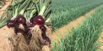 توصيات البصل يوليو 2025 .. 4 نصائح هامة 4 توصيات البصل يوليو 2025