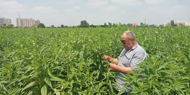 قواعد واشتراطات مكافحة حشائش محصول السمسم وقائمة المبيدات المصرح باستخدامها  1 حشائش محصول السمسم