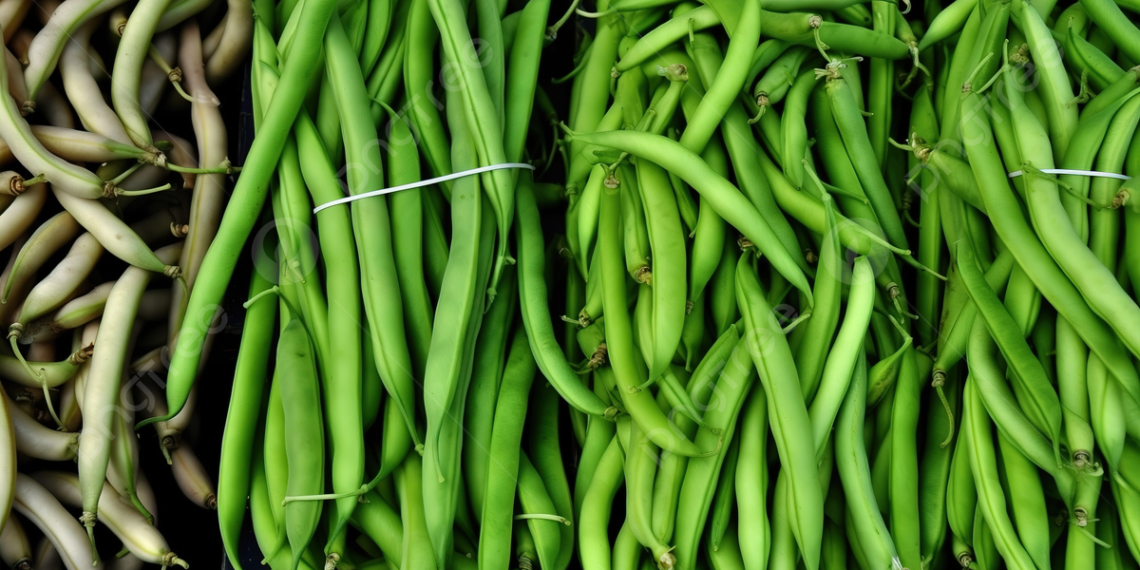 محصول الفاصوليا
