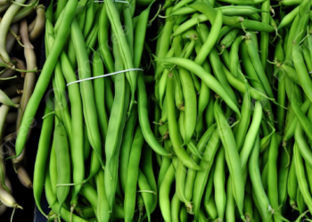 محصول الفاصوليا