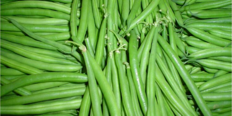 معاملات تسميد الفاصوليا والتوقيت الأمثل للزراعة وخطوات تجهيز التربة 1 حشيشة السعد على الفاصوليا