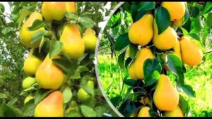 أهم التوصيات الفنية لمزارعي محصول الفاكهة