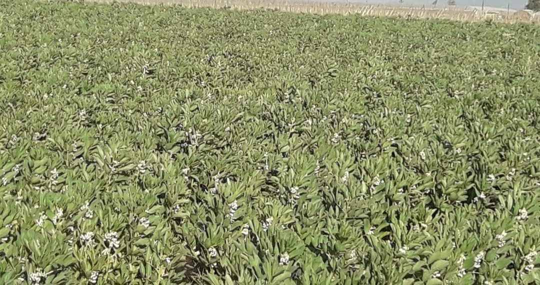 الفول البلدي