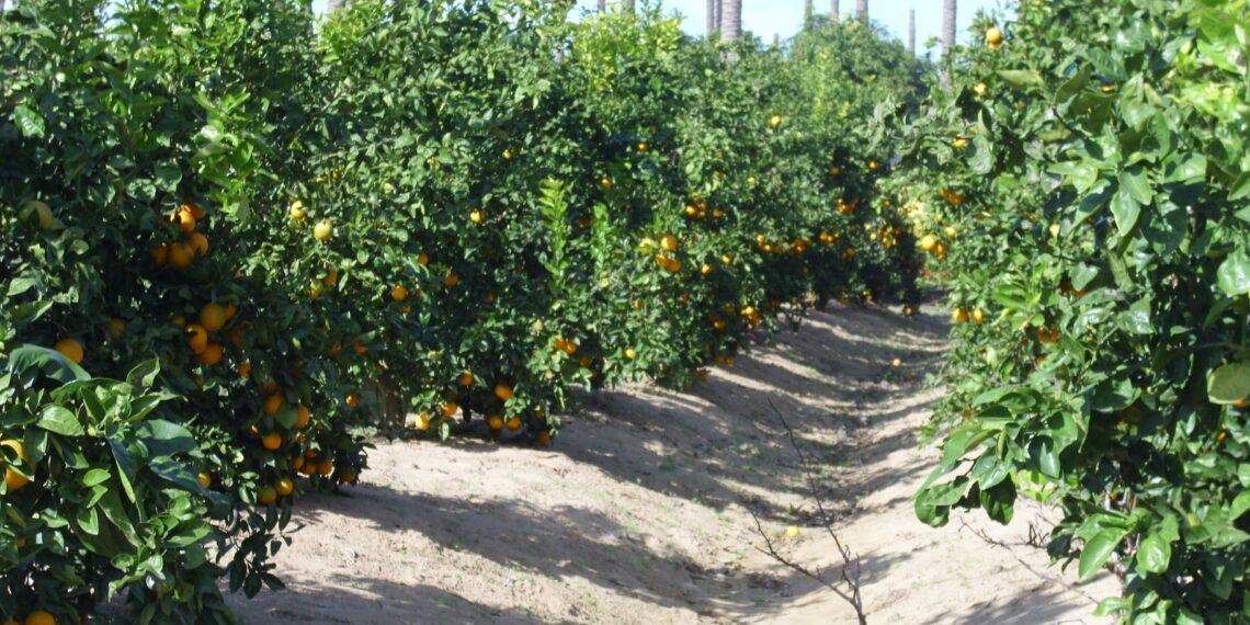 محصول الموالح