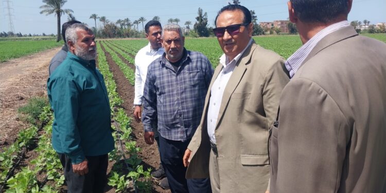 زراعة دمياط تقوم بالمرور على زراعات الفاصوليا والقمح بكفر سعد 1 وكيل زراعة دمياط يتابع زراعات الفاصوليا