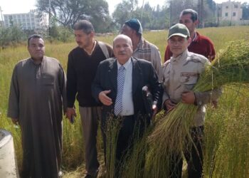 يوم حصاد الكتان بزراعة الشرقية