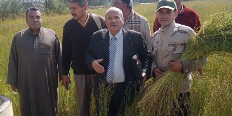 زراعة الشرقية تنظم يوم حصاد لمحصول الكتان  1 يوم حصاد الكتان بزراعة الشرقية