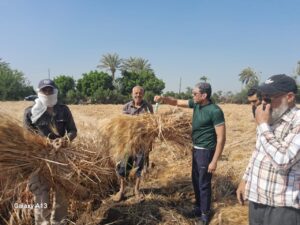 حصاد القمح بزراعة بني سويف