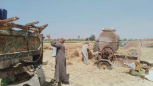 عمليات الحصاد بزراعة بني سويف