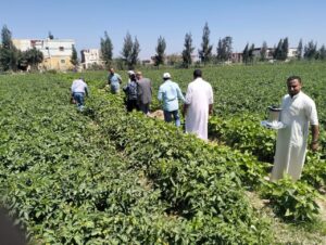 مديرية البحيرة