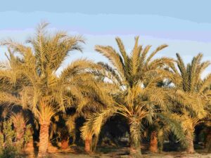 محصول نخيل البلح 