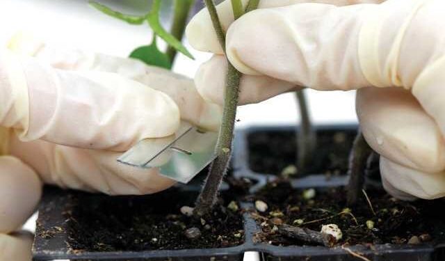 تطعيم الخضر