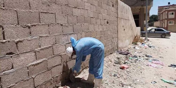 زراعة شمال سيناء تطلق حملة مكبرة لمكافحة القوارض 1 حملة مكافحة القوارض بمديرية زراعة شمال سيناء