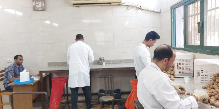 أكثر من ٩٠٠ ألف طن من بطاطس المائدة تم فحصها من بداية الموسم وحتى الآن تمهيدا لتصديرها 1 بطاطس