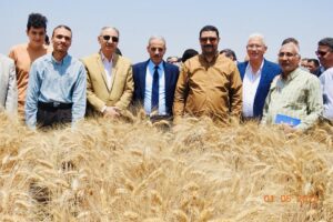 زراعة المنيا تحتفل بحصاد القمح