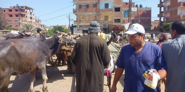 علاج وفحص أكثر من ٤٣٠٠ رأس ماشية مجانا لدي ٢٠٠١ من صغار المربين بمحافظة كفر الشيخ 1 رأس ماشية