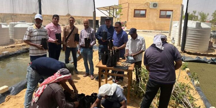 بحوث الصحراء ينجح في زراعة نبات الكاسافا بالوادى الجديد لخفض الفجوة من دقيق القمح 1 بحوث الصحراء