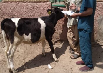 التناسليات الحيوانية