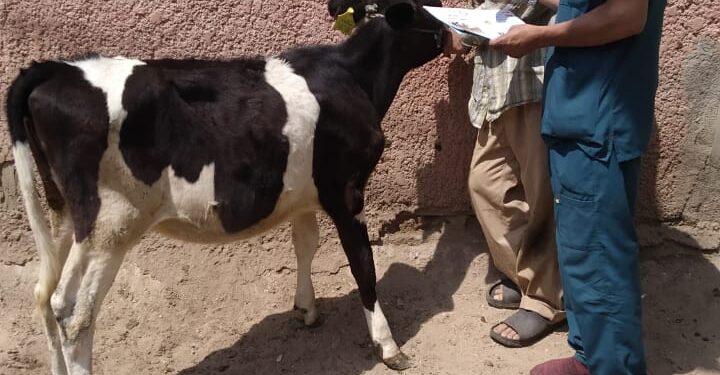 التناسليات الحيوانية تختتم فعاليات القافلة البيطرية المجانية بقرى سوهاج 1 التناسليات الحيوانية