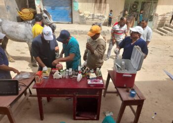 التناسليات الحيوانية