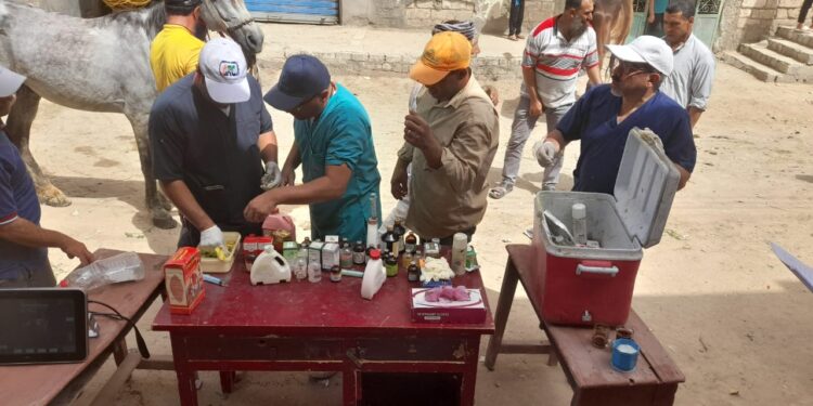 التناسليات الحيوانية ينظم قافلة بيطرية مجانية لمحافظة الإسكندرية 1 التناسليات الحيوانية