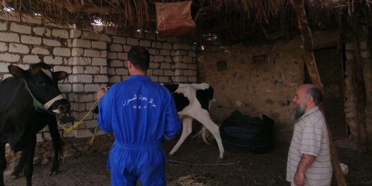 بحوث الصحراء ينظم قافلة بيطرية مجانية في واحة سيوة بمحافظة مطروح 1 بحوث الصحراء