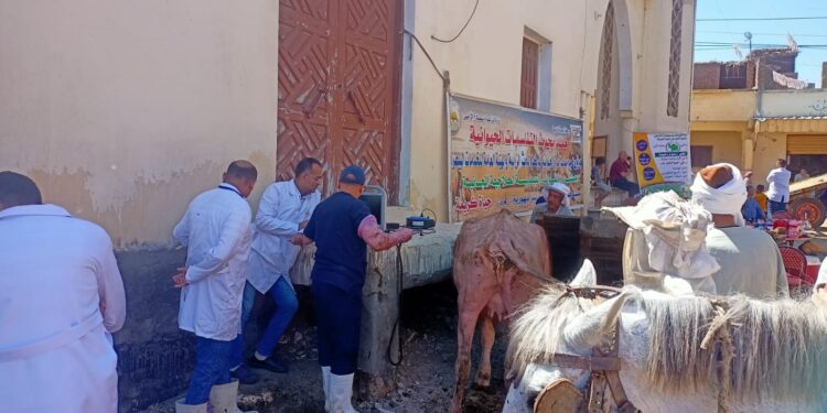 علاج وفحص أكثر من ٤٨٠٠ رأس ماشية مجانا لدي ٢٠٦٨ من صغار المربين بمحافظة الدقهلية 1 رأس ماشية