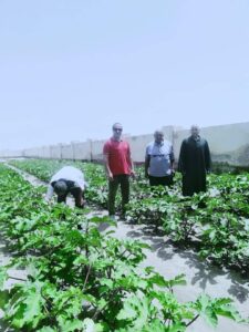 زراعة جنوب سيناء تتابع الزراعات الإرشادية 